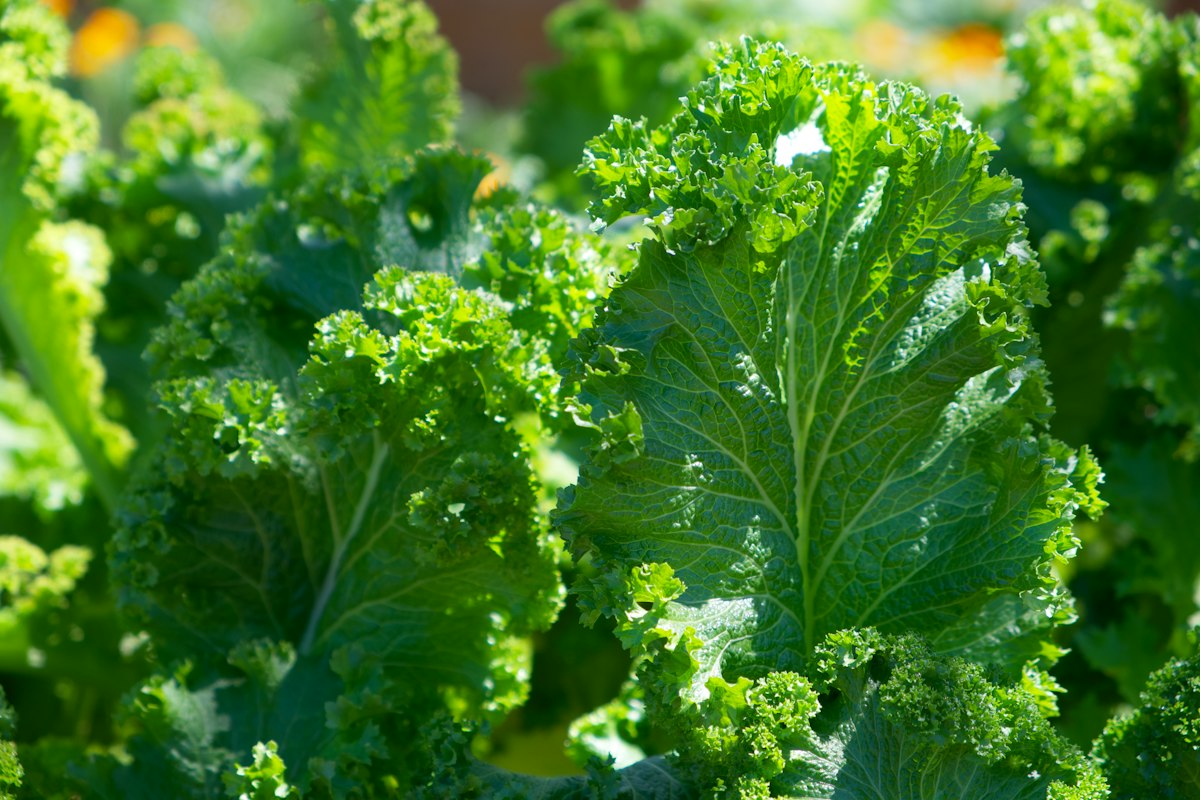 Fresh leafy greens and non-starchy vegetables recommended for type 2 diabetes